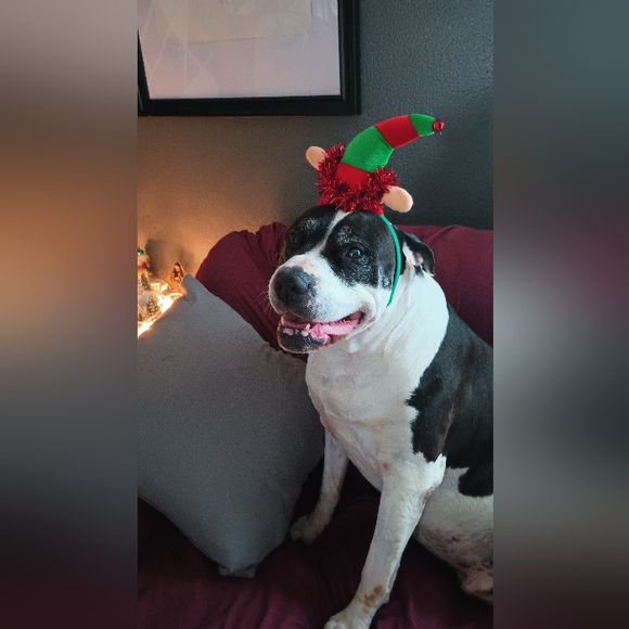 Live show listing ‼️ - Picture 3 of 16